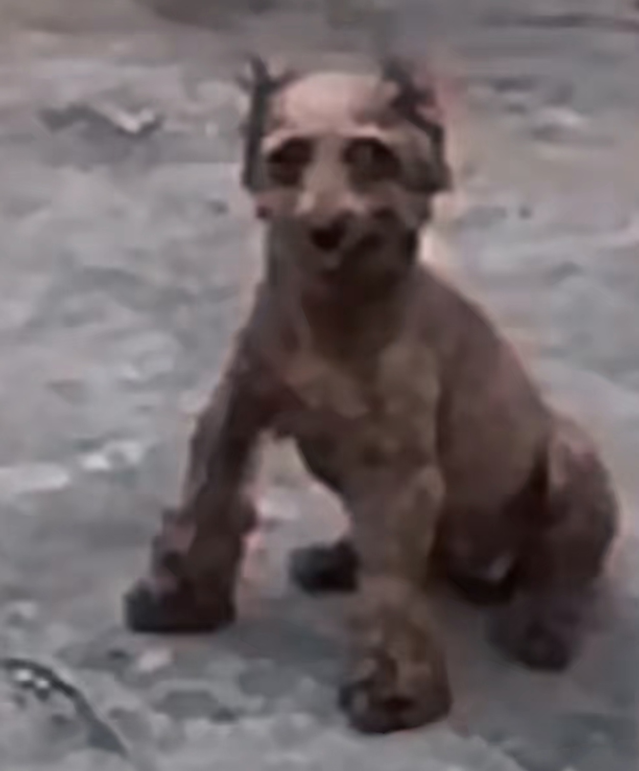 撕咬